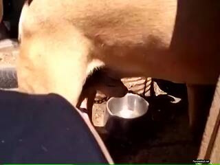 tiny slim white slutty slut gets licked and eaten out in bald shaved pussy by border collie dog